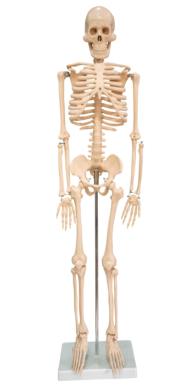 Mô hình bộ xương