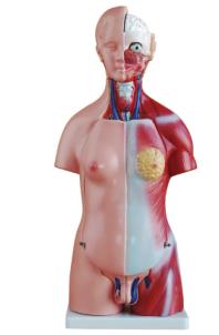 Mô hình giải phẫu cơ quan nội tạng (bán thân)